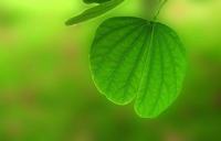 新生儿泪腺炎按摩方法有哪些