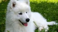 孩子说厌学家长怎么办