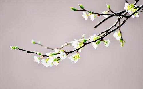 孕妇多喝豆浆好吗？孕妇喝豆浆有什么好处
