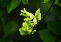 孕妇能不能吃苦瓜？怀孕了能吃苦瓜吗