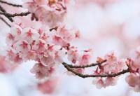 想家不想去学校怎么办